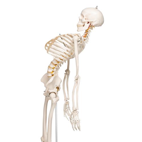 Flexible Human Skeleton Model Fred, 1020178 [A15], Skeleton Models - Life size