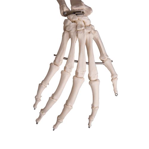 Flexible Human Skeleton Model Fred, 1020178 [A15], Skeleton Models - Life size