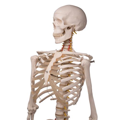 Flexible Human Skeleton Model Fred, 1020178 [A15], Skeleton Models - Life size