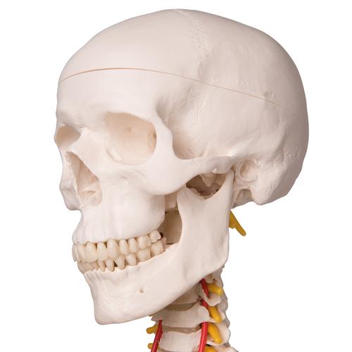 Squelette humain taille réelle Sam Lux sur support métallique à roulettes