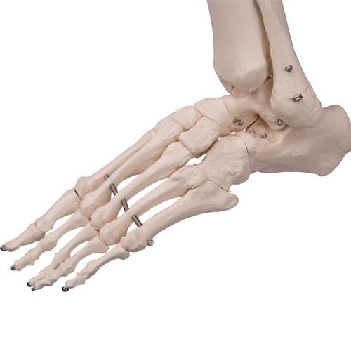 Flexible Human Skeleton Model Fred, 1020178 [A15], Skeleton Models - Life size