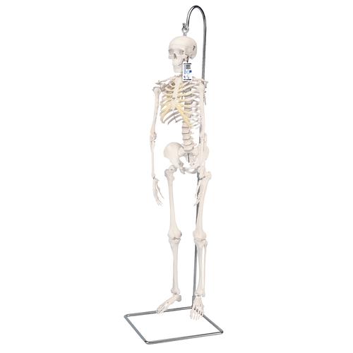 미니 전신 골격모형(고리 걸쇠형)Mini Human Skeleton Model Shorty on Hanging Stand, Half Natural Size, 1000040 [A18/1], 소형 인체 골격 모형