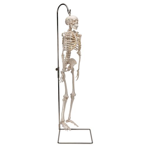 미니 전신 골격모형(고리 걸쇠형)Mini Human Skeleton Model Shorty on Hanging Stand, Half Natural Size, 1000040 [A18/1], 소형 인체 골격 모형