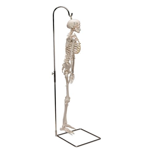 미니 전신 골격모형(고리 걸쇠형)Mini Human Skeleton Model Shorty on Hanging Stand, Half Natural Size, 1000040 [A18/1], 소형 인체 골격 모형