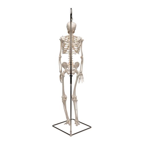 미니 전신 골격모형(고리 걸쇠형)Mini Human Skeleton Model Shorty on Hanging Stand, Half Natural Size, 1000040 [A18/1], 소형 인체 골격 모형