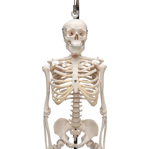 미니 전신 골격모형(고리 걸쇠형)Mini Human Skeleton Model Shorty on Hanging Stand, Half Natural Size, 1000040 [A18/1], 소형 인체 골격 모형