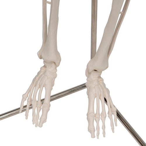 Mini Human Skeleton Model Shorty on Hanging Stand, Half Natural Size, 1000040 [A18/1], Mini Skeleton Models