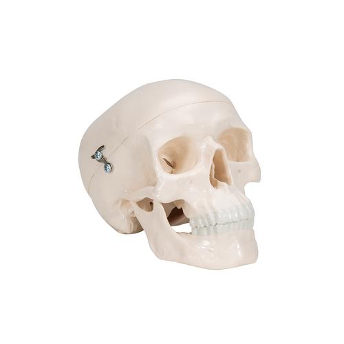 Mini Human Skull Model, 3-part (Skullcap, Base of Skull, Mandible), 1000041 [A18/15], Human Skull Models