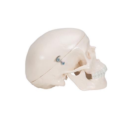 Mini Human Skull Model, 3-part (Skullcap, Base of Skull, Mandible), 1000041 [A18/15], Human Skull Models