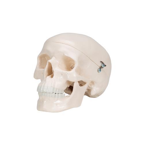 Mini Human Skull Model, 3-part (Skullcap, Base of Skull, Mandible), 1000041 [A18/15], Human Skull Models