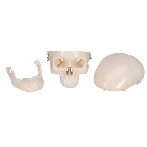 Mini Human Skull Model, 3-part (Skullcap, Base of Skull, Mandible), 1000041 [A18/15], Human Skull Models