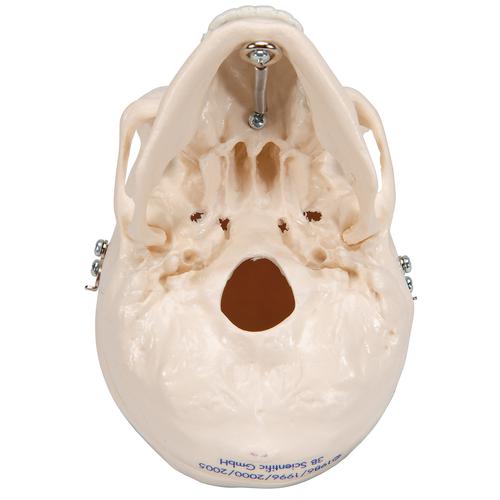 Mini Human Skull Model, 3-part (Skullcap, Base of Skull, Mandible), 1000041 [A18/15], Human Skull Models