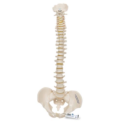 탄력성이 있는 축소 척추모형

Mini Human Spinal Column, flexible, Anatomically detailed, 1000042 [A18/20], 소형 인체 골격 모형