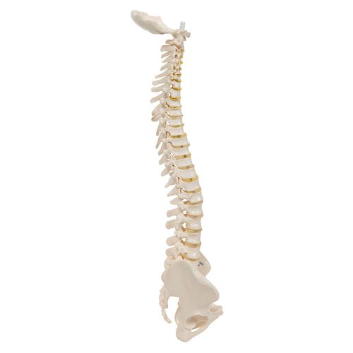 탄력성이 있는 축소 척추모형

Mini Human Spinal Column, flexible, Anatomically detailed, 1000042 [A18/20], 소형 인체 골격 모형