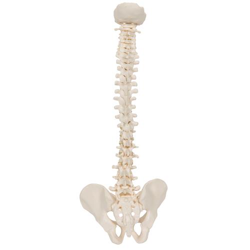 탄력성이 있는 축소 척추모형

Mini Human Spinal Column, flexible, Anatomically detailed, 1000042 [A18/20], 소형 인체 골격 모형