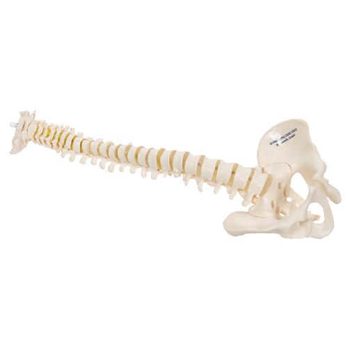 Mini Human Spinal Column Model, Flexible Mounted, 1000042 [A18/20], Mini Skeleton Models