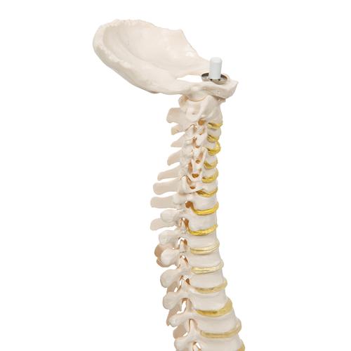 탄력성이 있는 축소 척추모형

Mini Human Spinal Column, flexible, Anatomically detailed, 1000042 [A18/20], 소형 인체 골격 모형