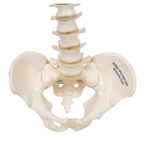 Mini Human Spinal Column Model, Flexible Mounted, 1000042 [A18/20], Mini Skeleton Models