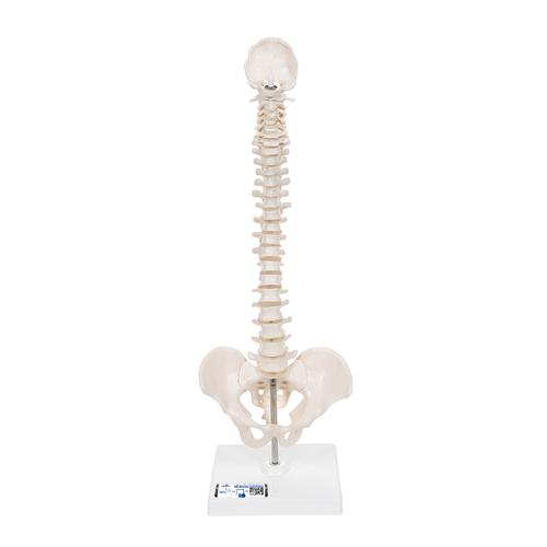 Columna vertebral miniatura, elástica, sobre soporte, 1000043 [A18/21], Esqueletos en miniatura