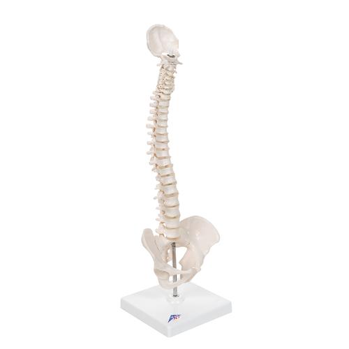 Columna vertebral miniatura, elástica, sobre soporte, 1000043 [A18/21], Esqueletos en miniatura