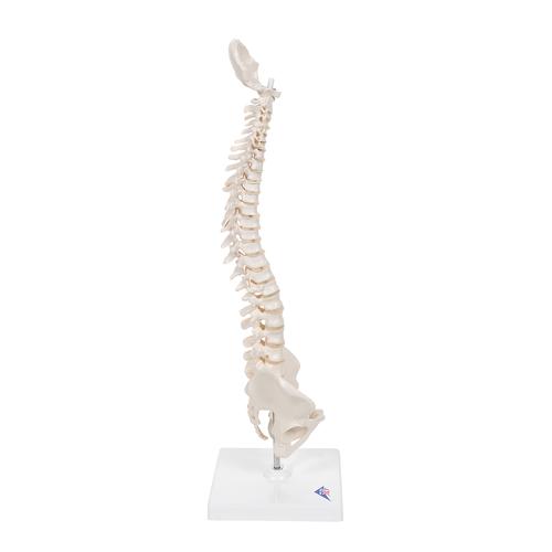 Columna vertebral miniatura, elástica, sobre soporte, 1000043 [A18/21], Esqueletos en miniatura