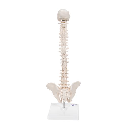 Columna vertebral miniatura, elástica, sobre soporte, 1000043 [A18/21], Esqueletos en miniatura