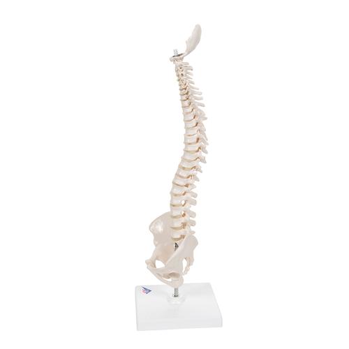 탄력성이 있는 소형 척추 모형 Mini Human Spinal Column Model - Flexible, on Base, 1000043 [A18/21], 인체 척추 모형