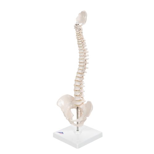 Columna vertebral miniatura, elástica, sobre soporte, 1000043 [A18/21], Esqueletos en miniatura