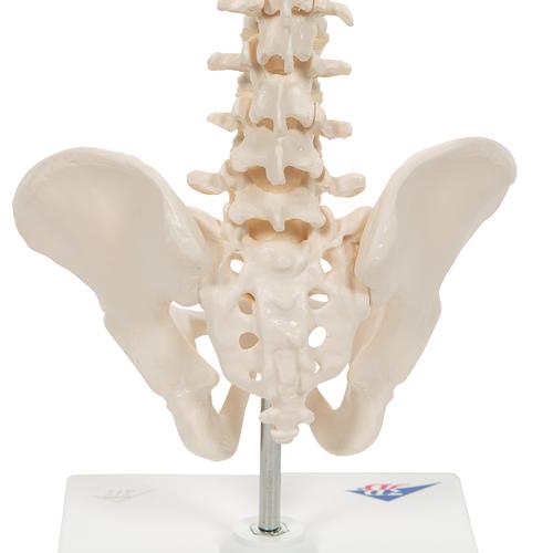 Columna vertebral miniatura, elástica, sobre soporte, 1000043 [A18/21], Esqueletos en miniatura