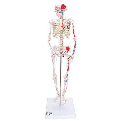 Mini Human Skeleton Shorty with Painted Muscles, Pelvic Mounted, Half Natural Size, 1000044 [A18/5], Mini Skeleton Models