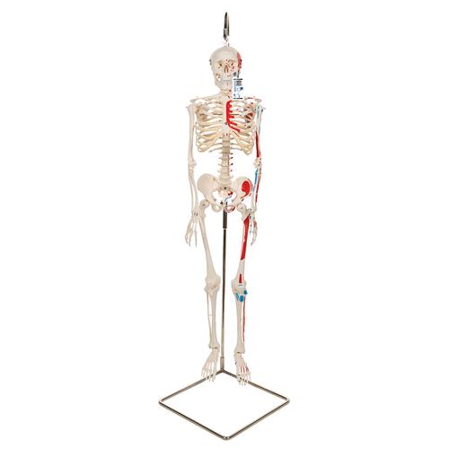 Mini Human Skeleton Shorty with Painted Muscles on Hanging Stand, Half Natural Size, 1000045 [A18/6], Mini Skeleton Models