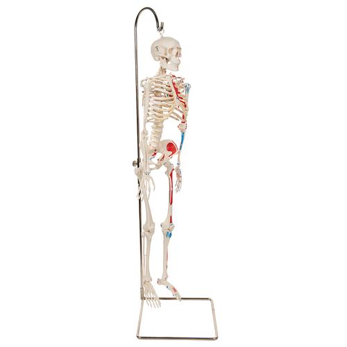 Mini Human Skeleton Shorty with Painted Muscles on Hanging Stand, Half Natural Size, 1000045 [A18/6], Mini Skeleton Models