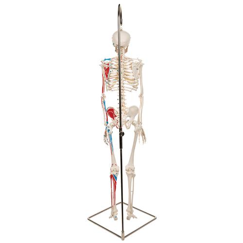 Mini Human Skeleton Shorty with Painted Muscles on Hanging Stand, Half Natural Size, 1000045 [A18/6], Mini Skeleton Models