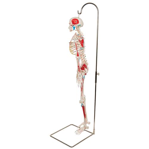 Mini Human Skeleton Shorty with Painted Muscles on Hanging Stand, Half Natural Size, 1000045 [A18/6], Mini Skeleton Models