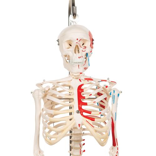 Mini Human Skeleton Shorty with Painted Muscles on Hanging Stand, Half Natural Size, 1000045 [A18/6], Mini Skeleton Models