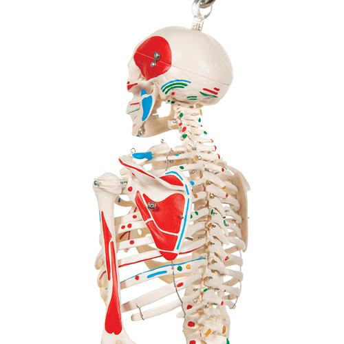 Mini Human Skeleton Shorty with Painted Muscles on Hanging Stand, Half Natural Size, 1000045 [A18/6], Mini Skeleton Models