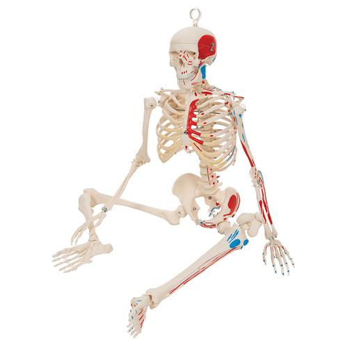 Mini Human Skeleton Shorty with Painted Muscles on Hanging Stand, Half Natural Size, 1000045 [A18/6], Mini Skeleton Models