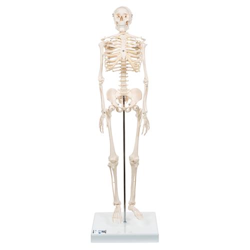 Mini Human Skeleton Model Shorty, Half Natural Size, 1000039 [A18], Mini Skeleton Models