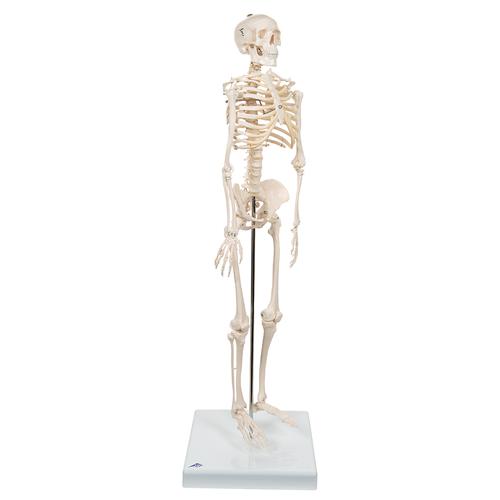 Mini Human Skeleton Model Shorty, Half Natural Size, 1000039 [A18], Mini Skeleton Models