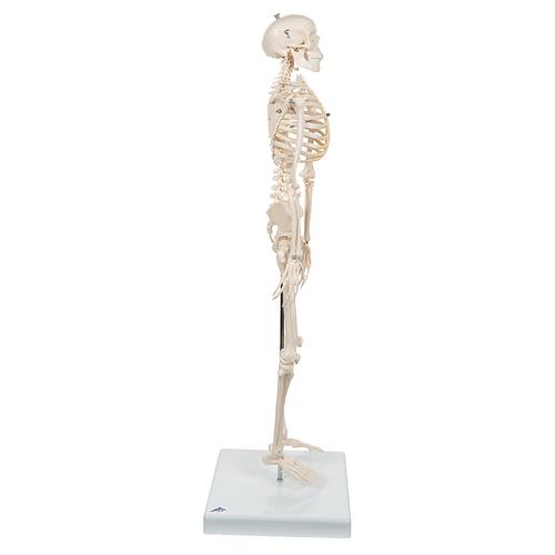 Mini Human Skeleton Model Shorty, Half Natural Size, 1000039 [A18], Mini Skeleton Models