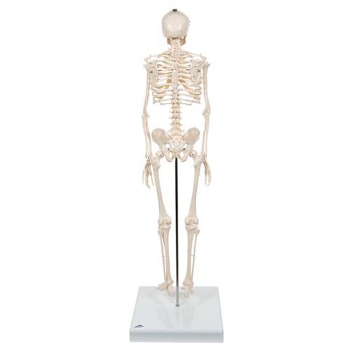 Mini Human Skeleton Model Shorty, Half Natural Size, 1000039 [A18], Mini Skeleton Models