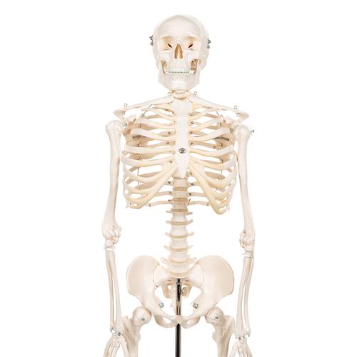 Mini Human Skeleton Model Shorty, Half Natural Size, 1000039 [A18], Mini Skeleton Models