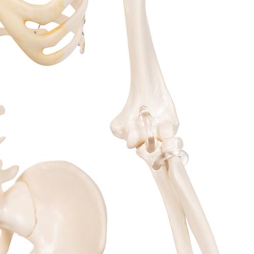 Mini Human Skeleton Model Shorty, Half Natural Size, 1000039 [A18], Mini Skeleton Models