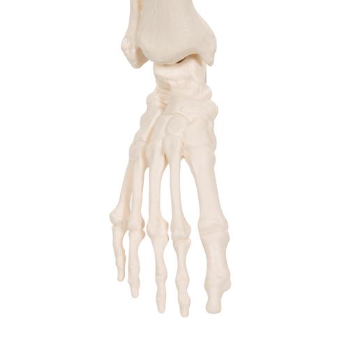 Mini Human Skeleton Model Shorty, Half Natural Size, 1000039 [A18], Mini Skeleton Models