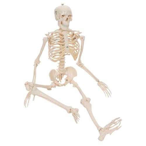 Mini Human Skeleton Model Shorty, Half Natural Size, 1000039 [A18], Mini Skeleton Models