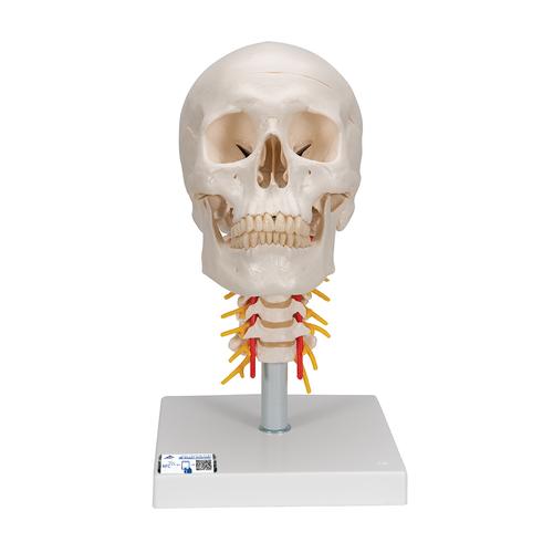 Cráneo clásico sobre columna cervical, 4 partes, 1020160 [A20/1], Modelos de vértebras