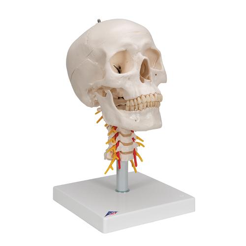 Human Skull Model on Cervical Spine, 4 part, 1020160 [A20/1], Vertebra Models