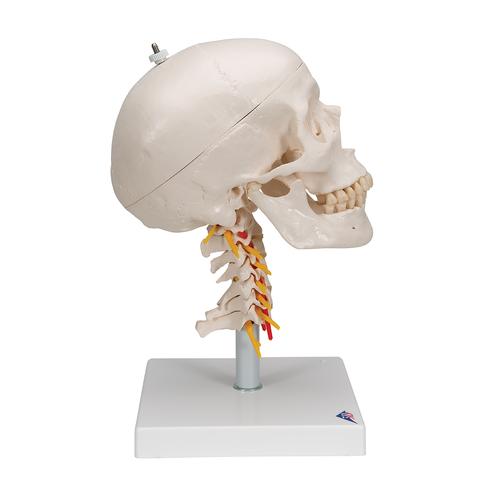 Cráneo clásico sobre columna cervical, 4 partes, 1020160 [A20/1], Modelos de Cráneos Humanos