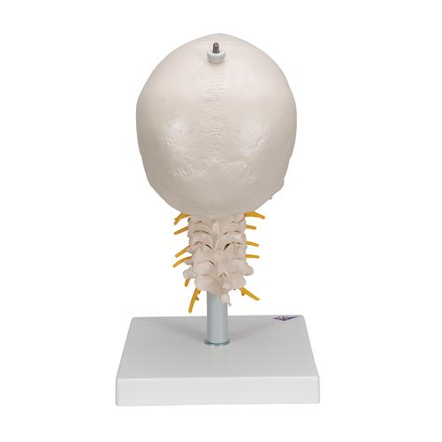 경추가 포함된 두개골 모형, 4파트 분리형 Human Skull Model on Cervical Spine, 4 part, 1020160 [A20/1], 두개골 모형