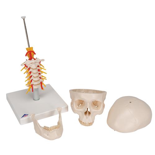 Human Skull Model on Cervical Spine, 4 part, 1020160 [A20/1], Vertebra Models